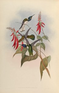 Florisuga flabellifera = Florisuga mellivora flabellifera door John Gould